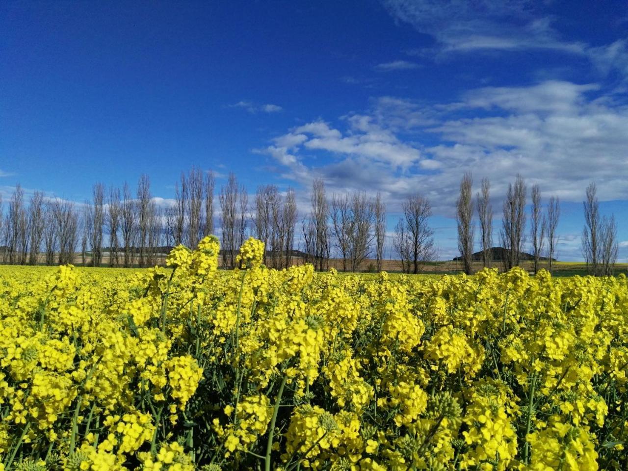 La Aldea Colorada Casa Rural Mota del Marqués Dış mekan fotoğraf